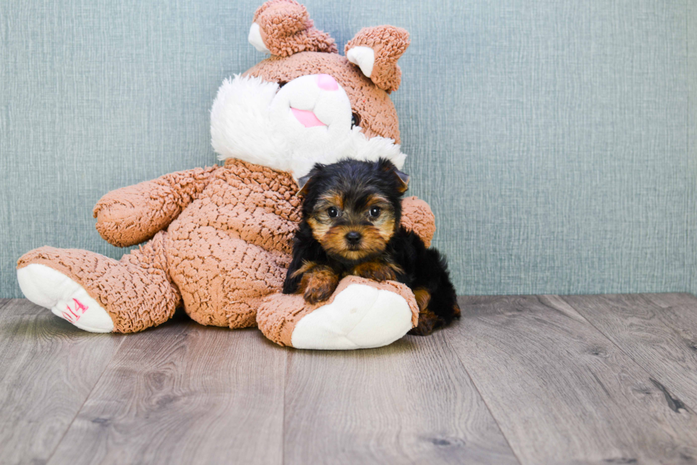 Meet Twinkle - our Yorkshire Terrier Puppy Photo 