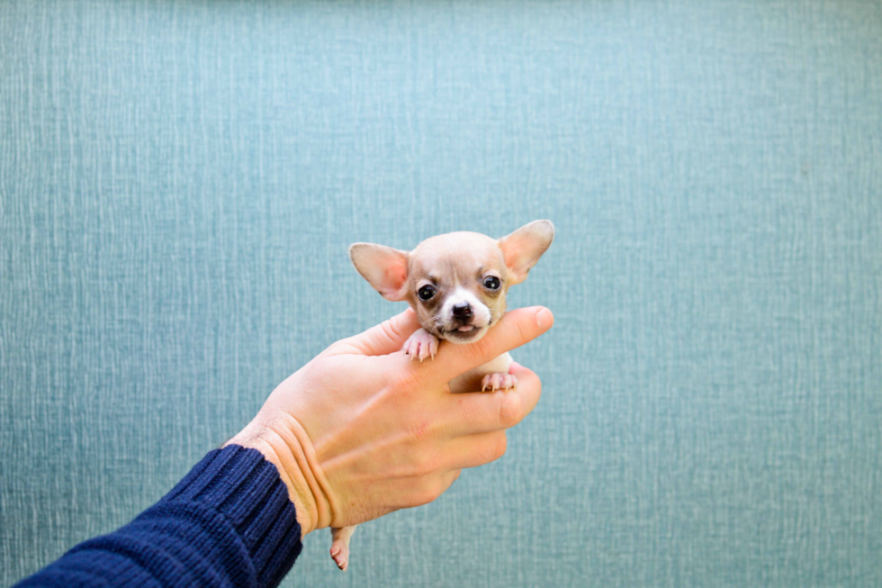 Cute Chihuahua Baby