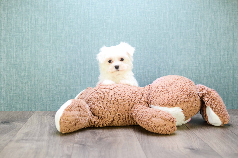 Adorable Maltese Purebred Puppy