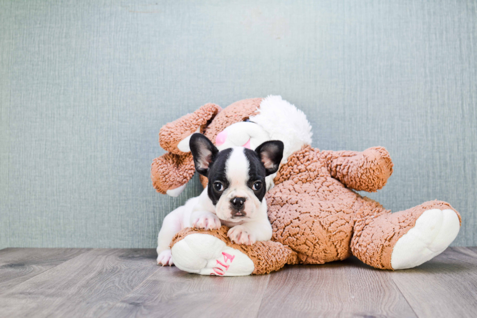 Adorable Frenchie Purebred Puppy