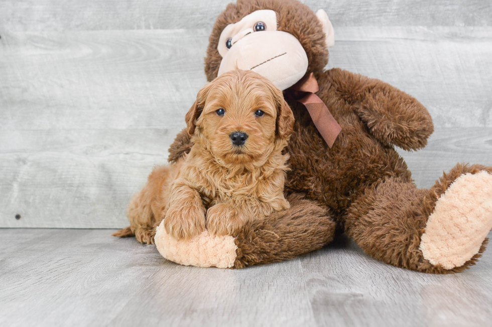 Best Mini Goldendoodle Baby