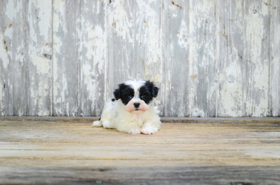 Morkie Pup Being Cute