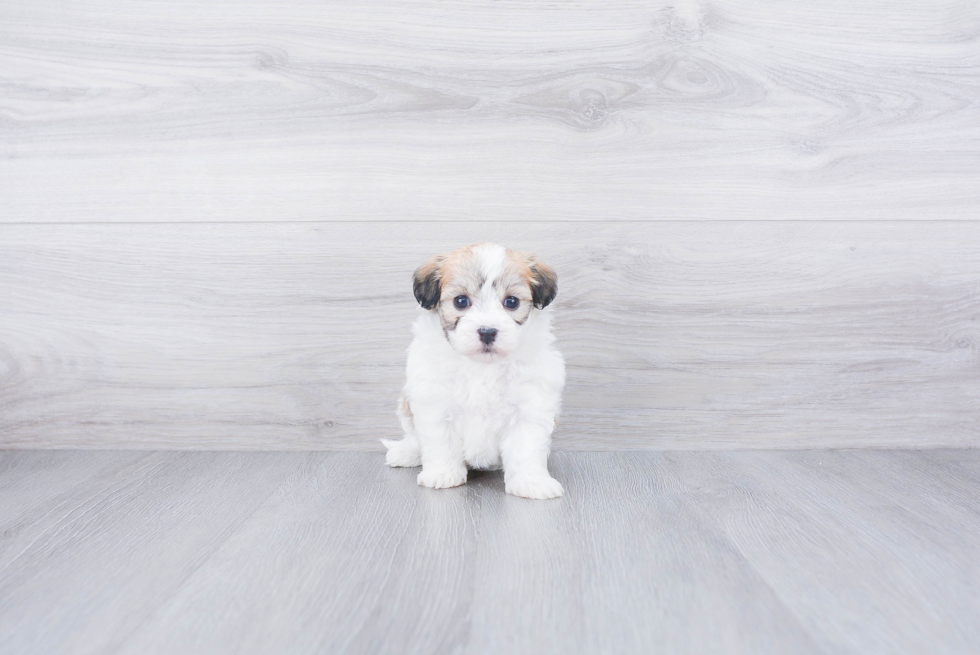 Friendly Havanese Purebred Pup