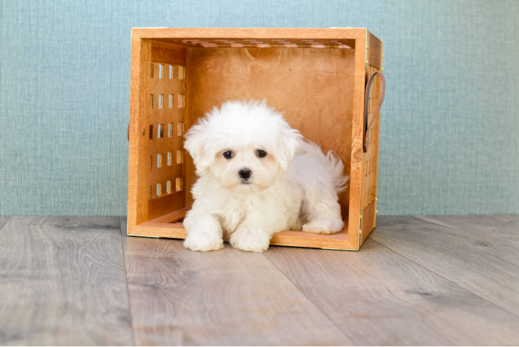 Maltese Puppy for Adoption