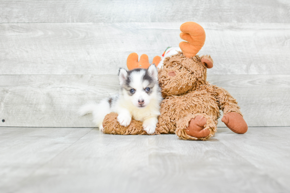 Best Pomsky Baby