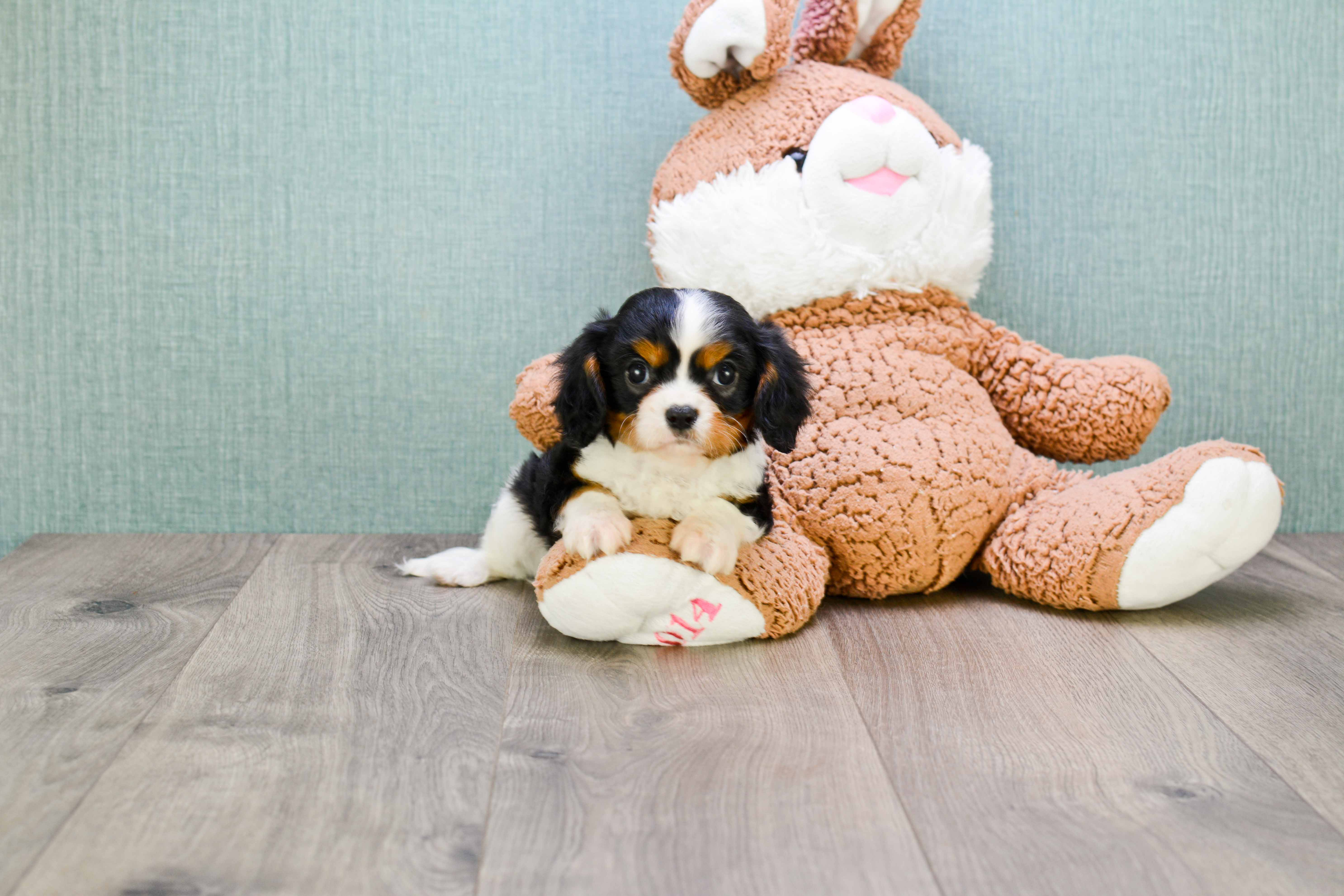 Small Cavalier King Charles Spaniel Purebred Pup