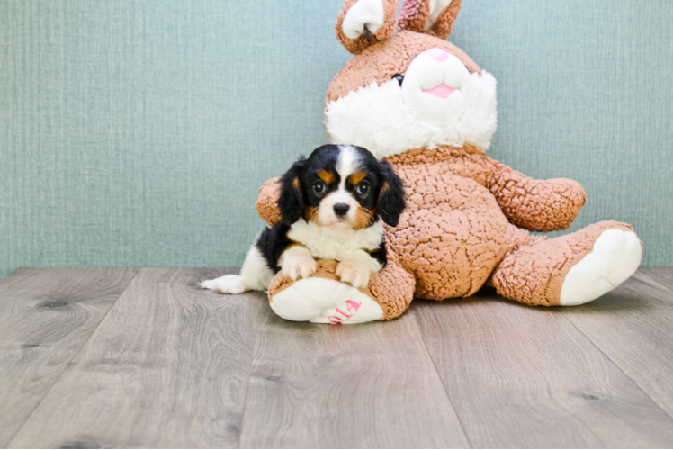 Small Cavalier King Charles Spaniel Purebred Pup