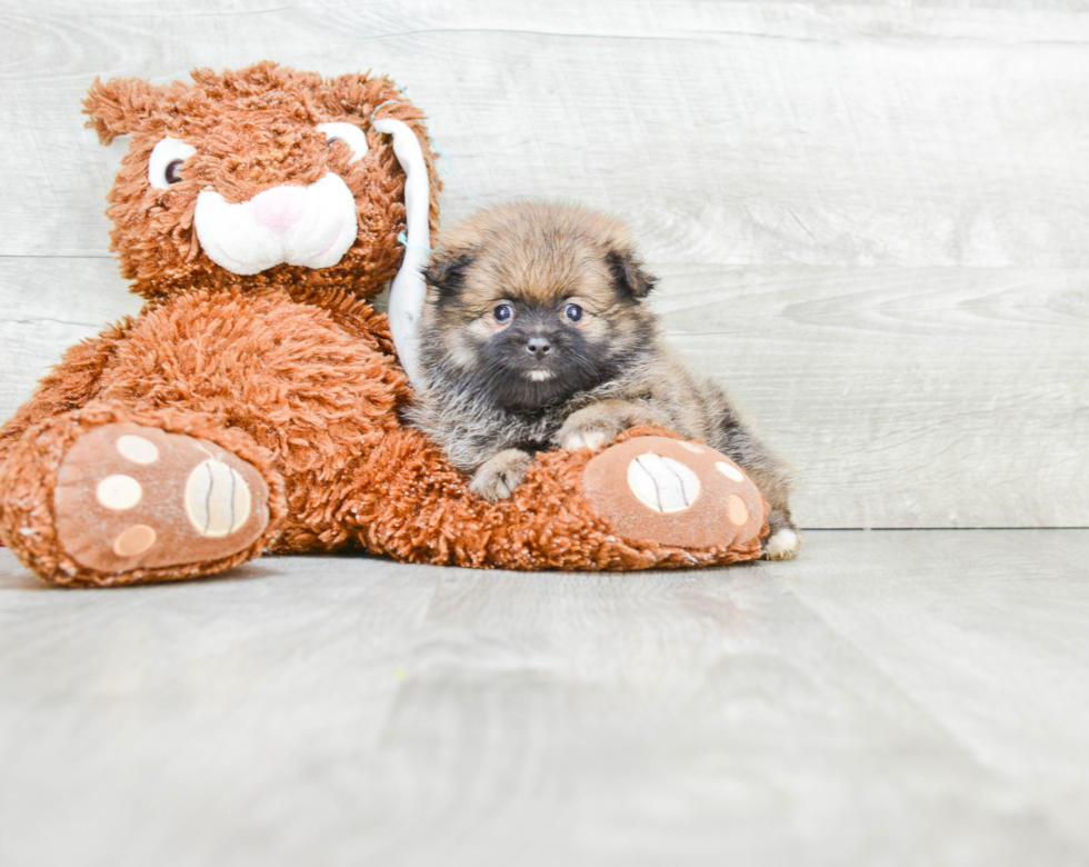 Fluffy Pomeranian Purebred Puppy