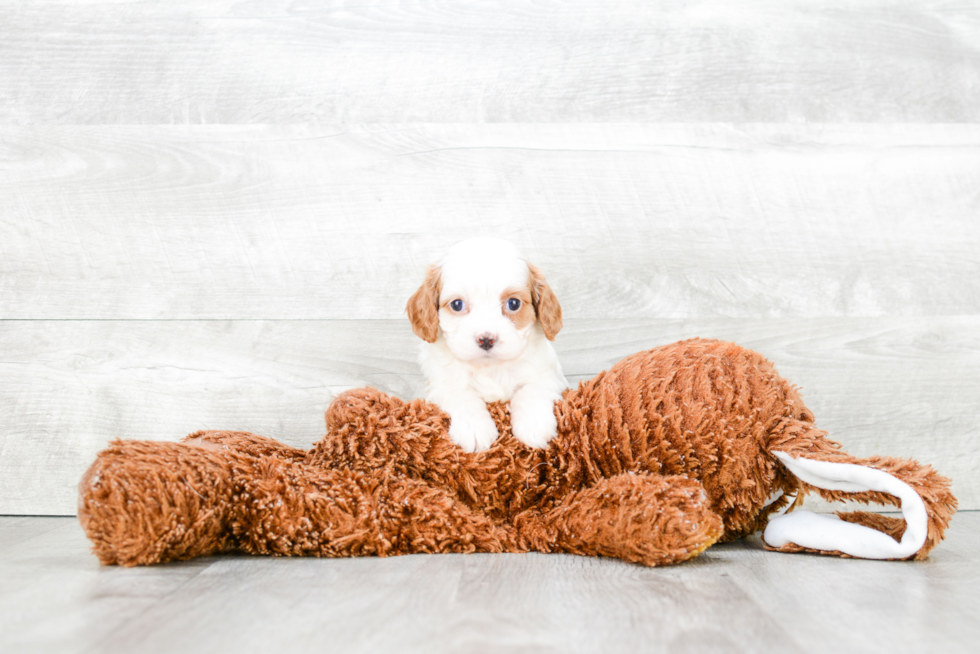 Petite Cavapoo Poodle Mix Pup