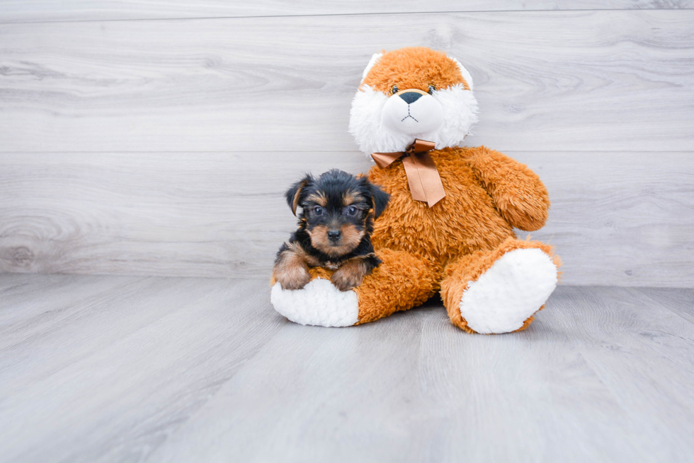 Meet Steph - our Yorkshire Terrier Puppy Photo 