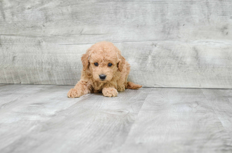 Little Golden Retriever Poodle Mix Puppy