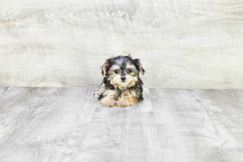 Morkie Pup Being Cute