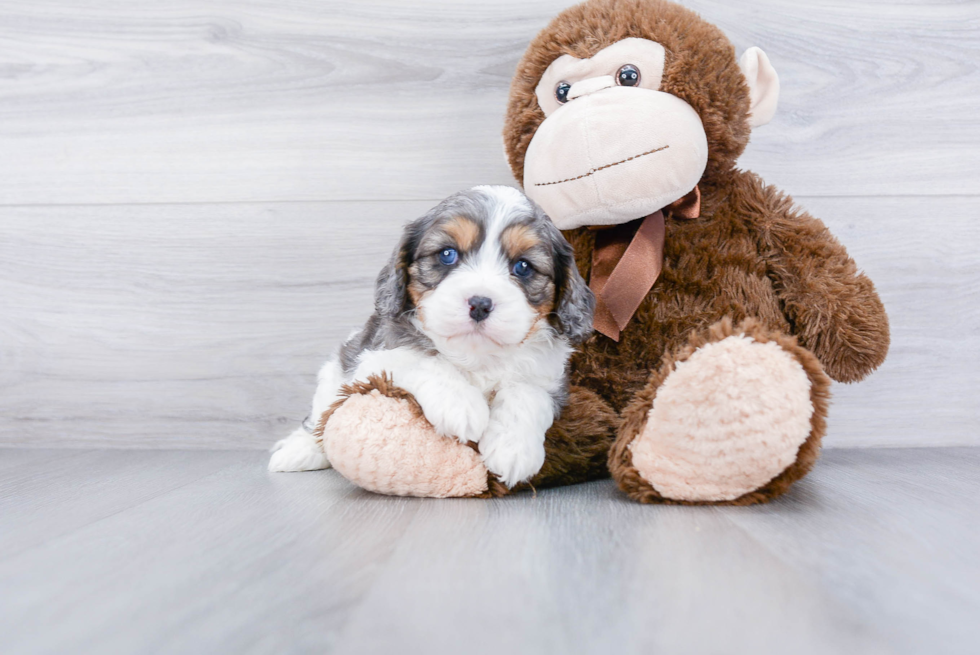 Popular Cavapoo Poodle Mix Pup