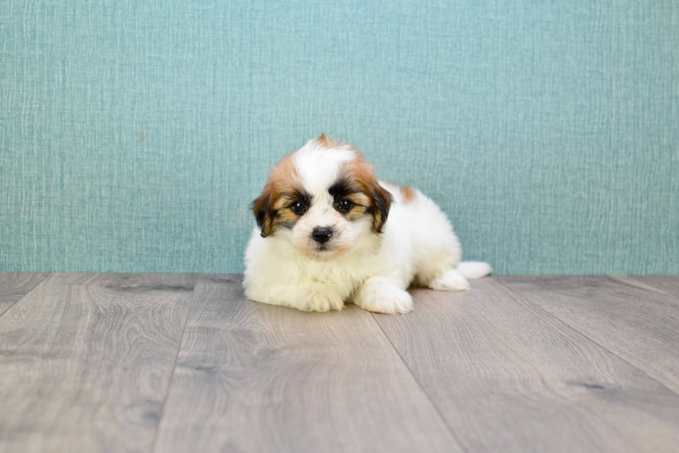 Teddy Bear Pup Being Cute