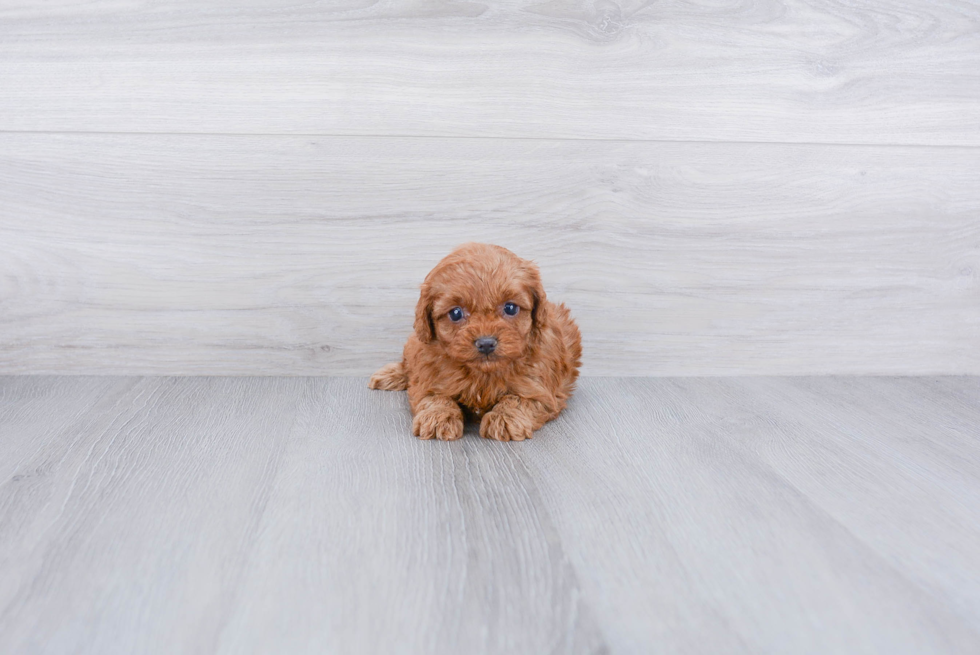 Smart Cavapoo Poodle Mix Pup