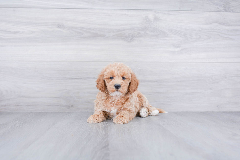 Mini Labradoodle Pup Being Cute