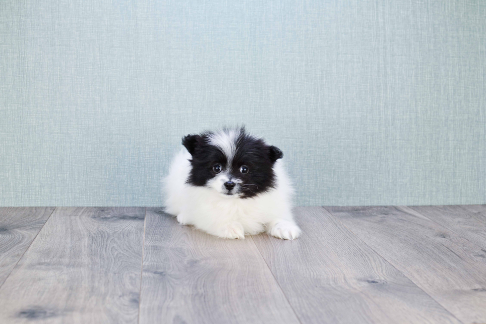 Sweet Pomeranian Purebred Puppy