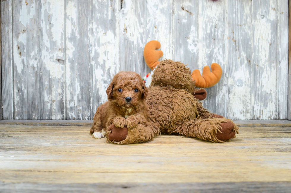 Mini Goldendoodle Puppy for Adoption