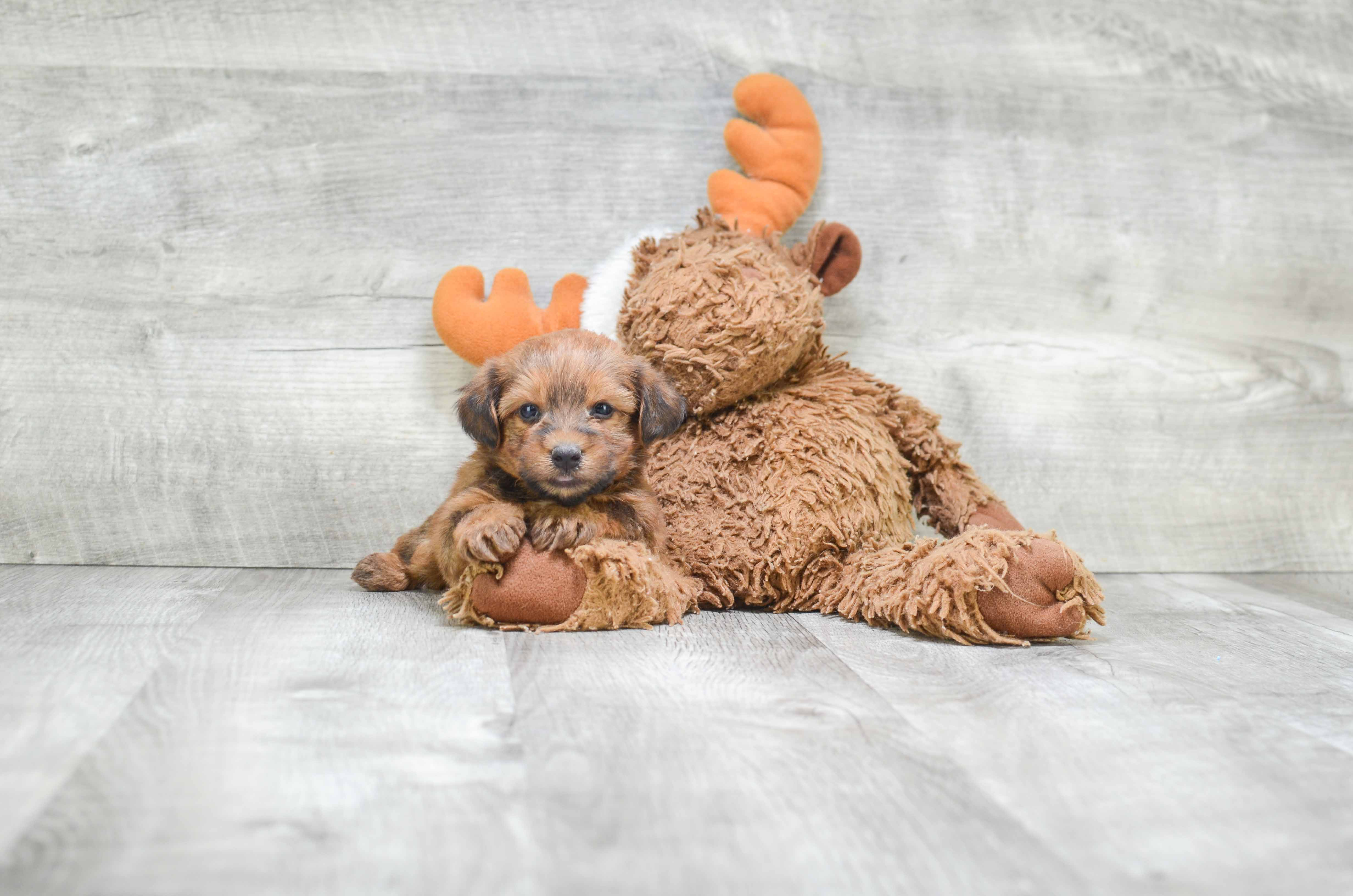 Best Morkie Baby