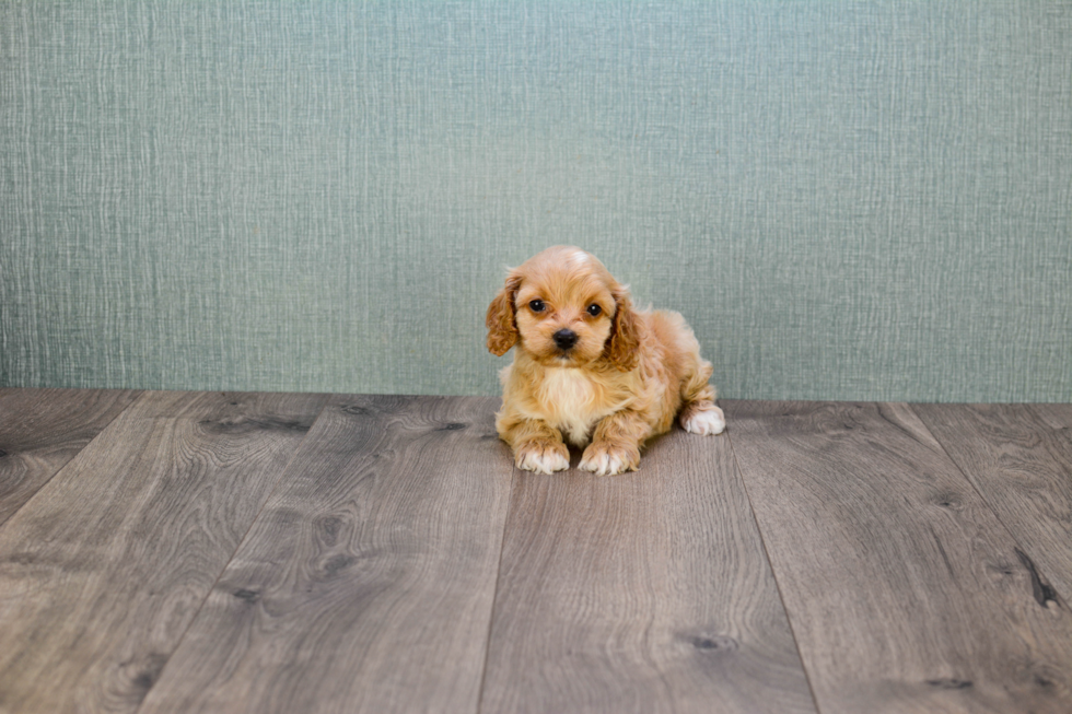 Fluffy Cavapoo Poodle Mix Pup