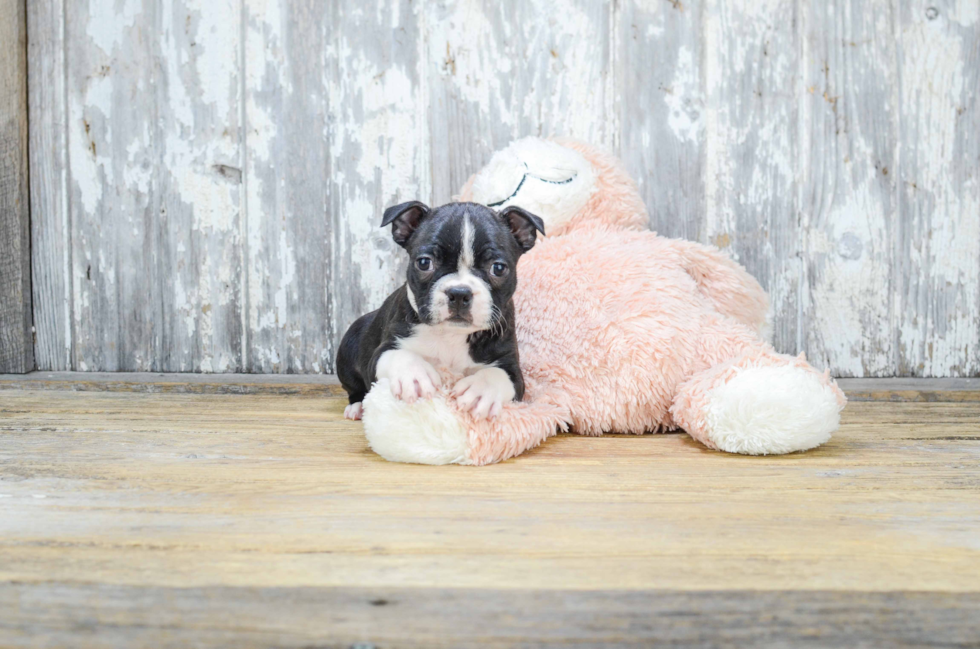 Friendly Boston Terrier Baby