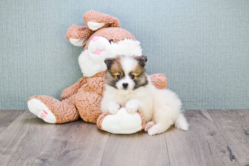 Best Pomeranian Baby