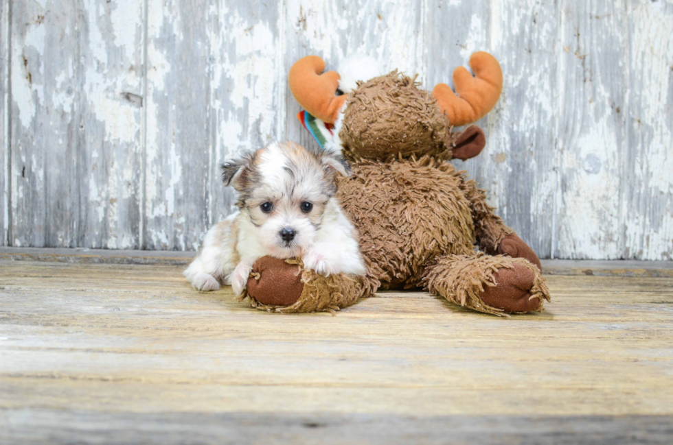 Fluffy Morkie Designer Pup