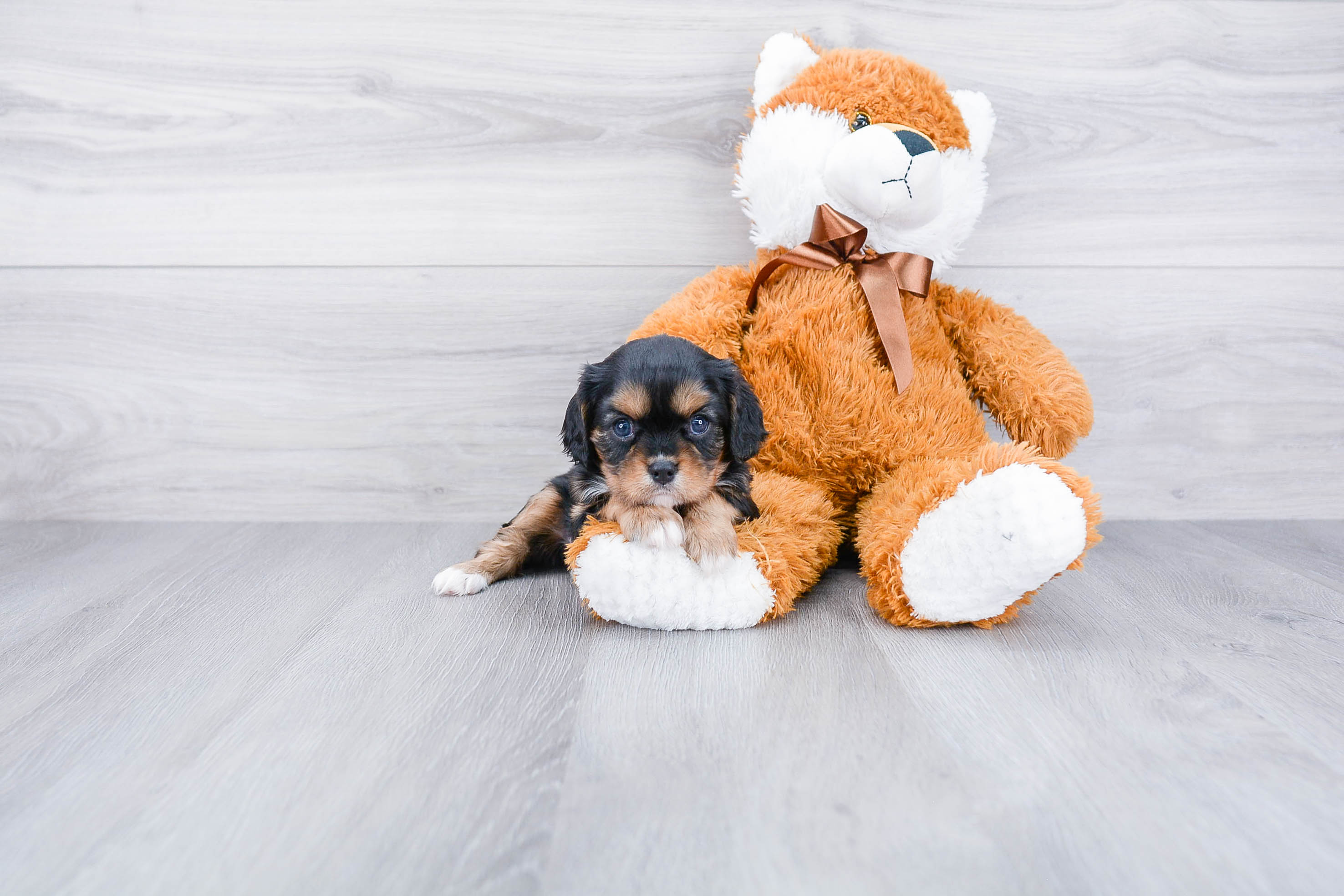 Cavalier King Charles Spaniel Pup Being Cute