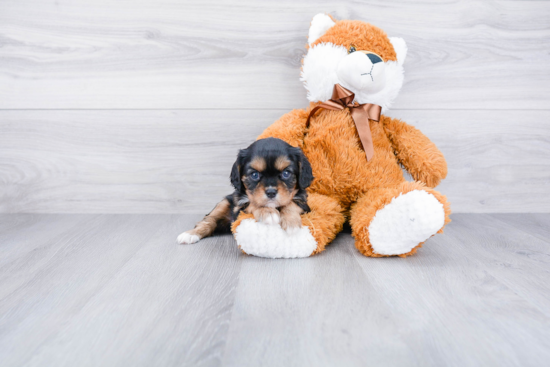 Cavalier King Charles Spaniel Pup Being Cute