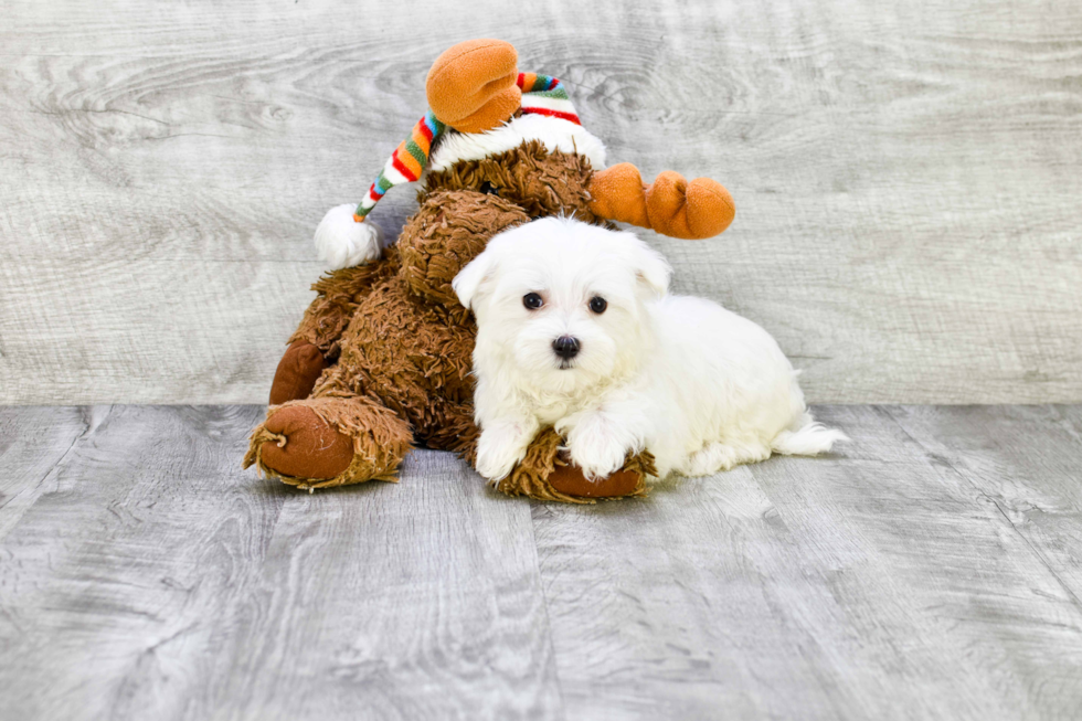 Maltese Pup Being Cute