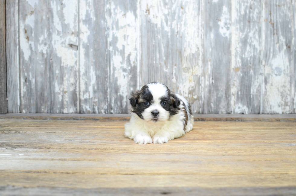 Teddy Bear Pup Being Cute