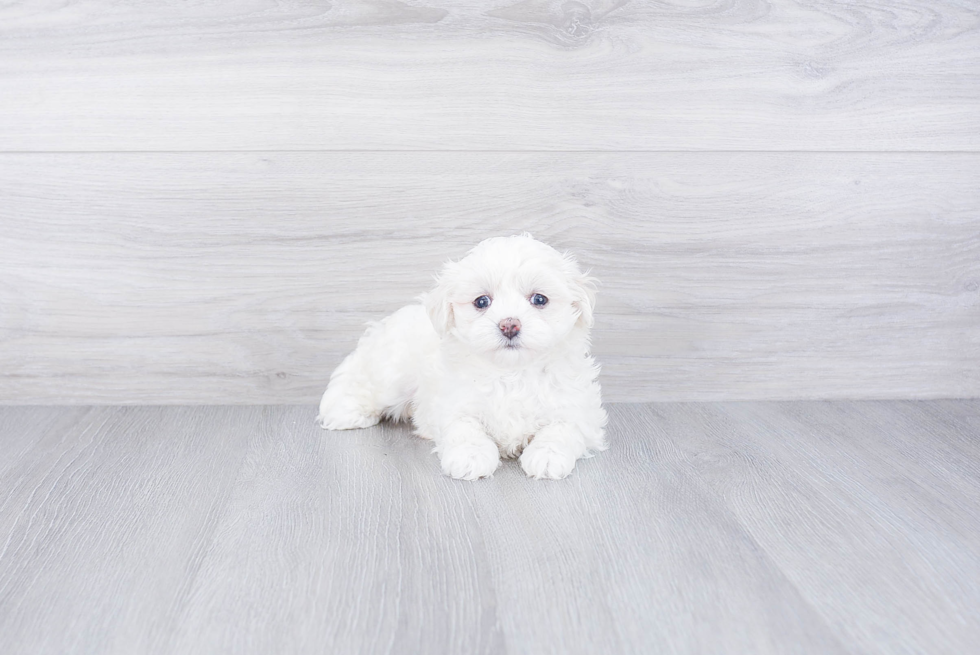 Best Maltipoo Baby