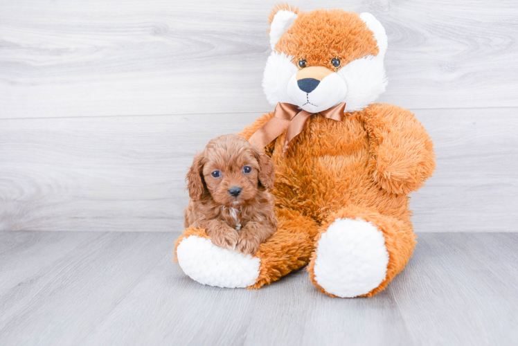 Cavapoo Pup Being Cute