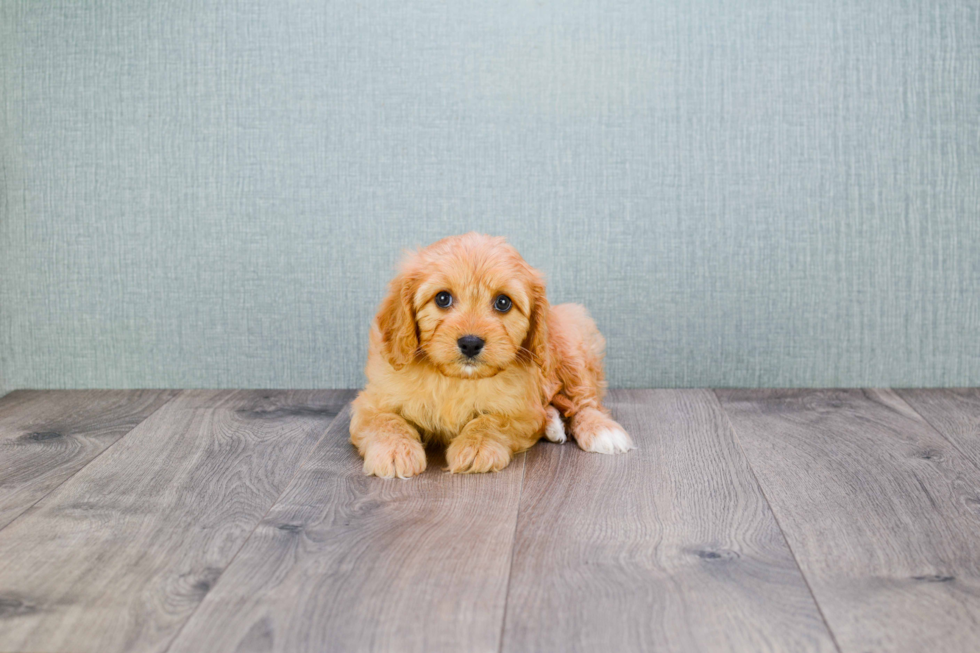 Popular Cavapoo Poodle Mix Pup