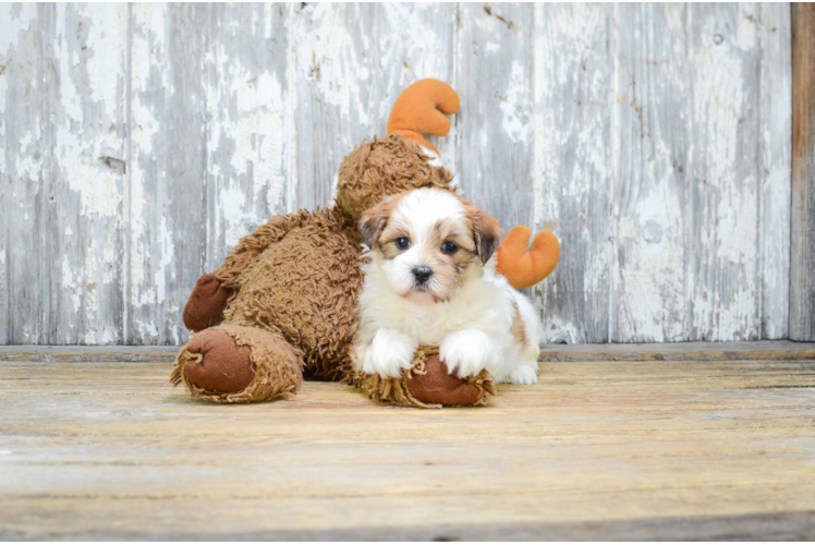 Funny Teddy Bear Designer Pup