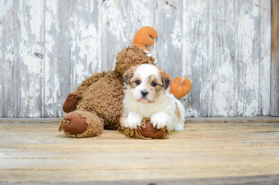 Funny Teddy Bear Designer Pup