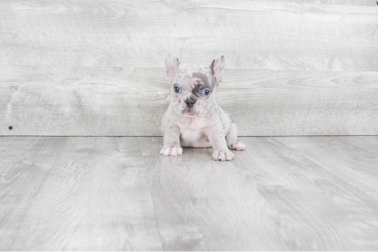 French Bulldog Pup Being Cute