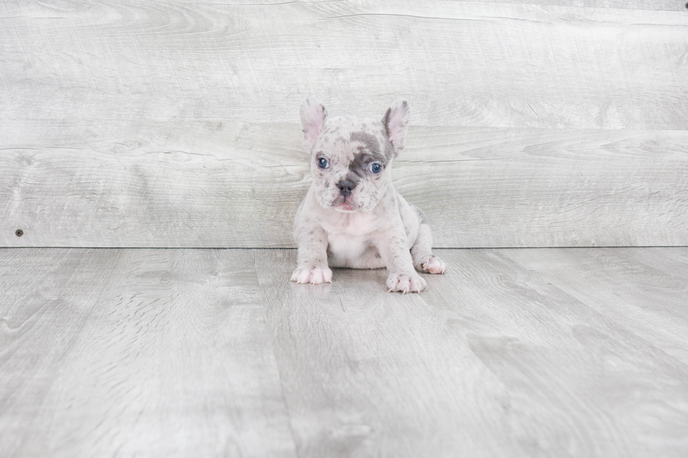 French Bulldog Pup Being Cute