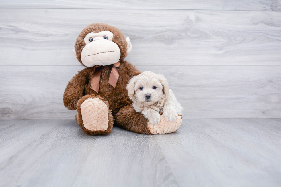 Petite Maltipoo Poodle Mix Pup