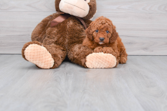 Mini Goldendoodle Pup Being Cute