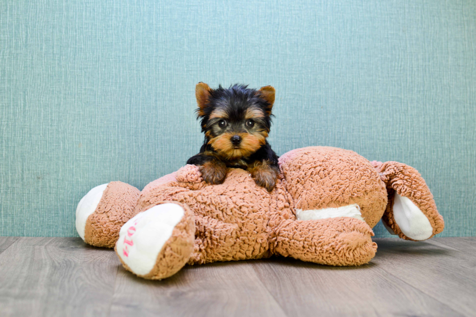 Meet Beckham - our Yorkshire Terrier Puppy Photo 