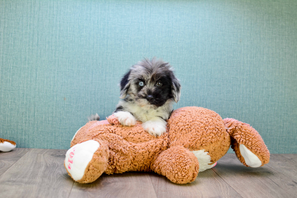 Friendly Shorkie Baby