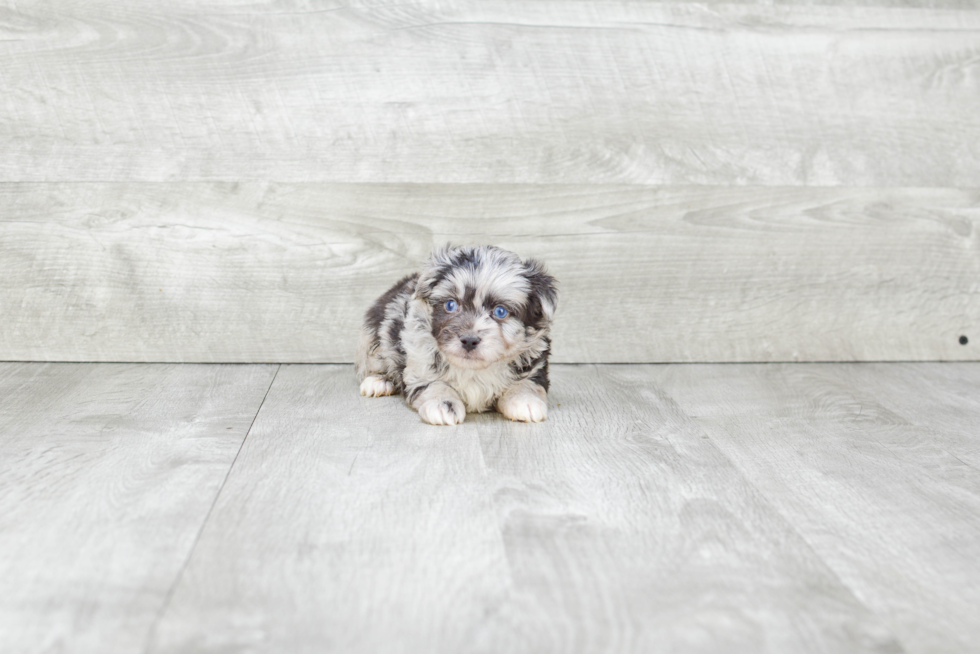 Mini Aussiedoodle Puppy for Adoption