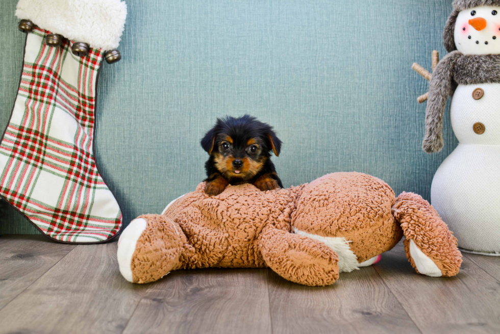 Meet Sonya - our Yorkshire Terrier Puppy Photo 