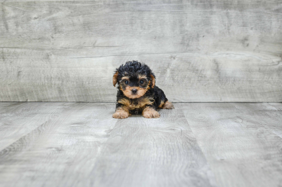 Best Yorkie Poo Baby