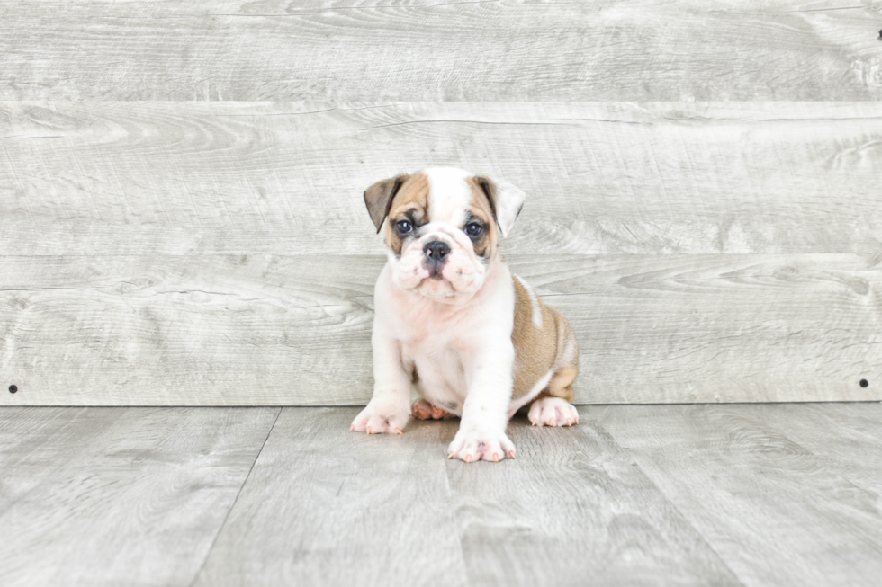 Best English Bulldog Baby