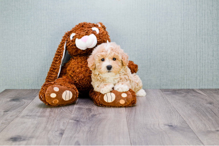 Small Maltipoo Baby