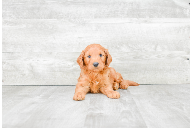 Best Mini Goldendoodle Baby