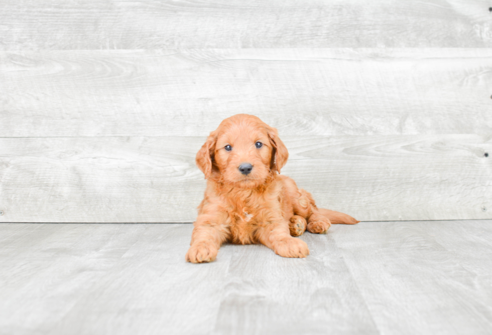 Best Mini Goldendoodle Baby