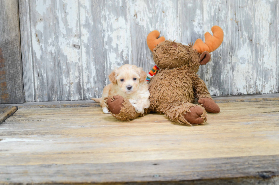 Maltipoo Pup Being Cute